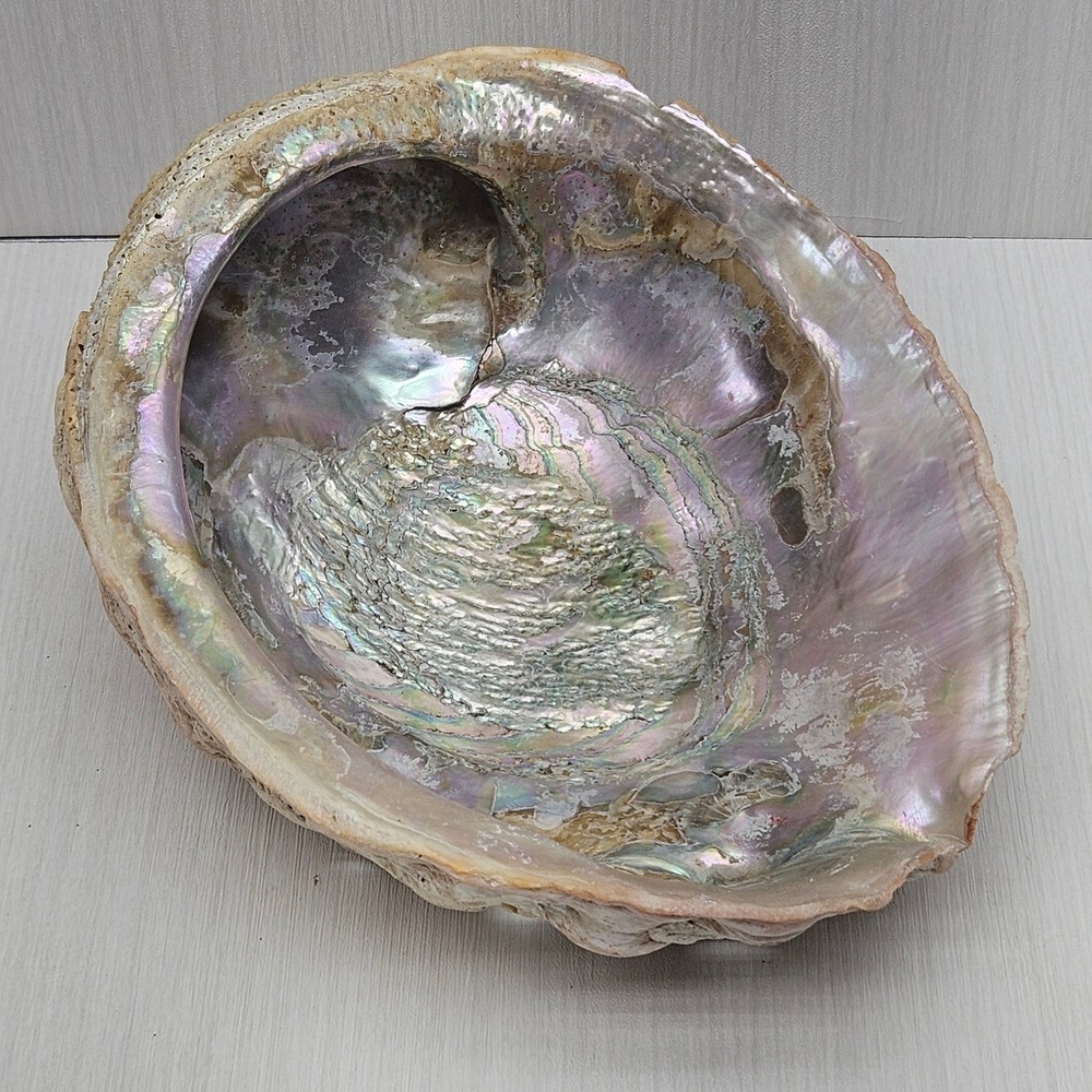 Natural Large Abalone Shell Iridescent Mother of Pearl Smudging Bowl‎ Decor